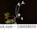 一種在早春盛開的美麗野花—常春藤葉蘭C 136608656