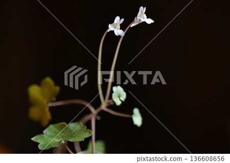一種在早春盛開的美麗野花—常春藤葉蘭C 136608656