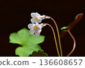 一種早春盛開的美麗野花：常春藤葉蘭B 136608657