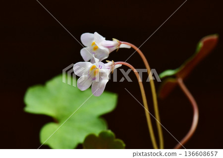 一種早春盛開的美麗野花：常春藤葉蘭B 136608657