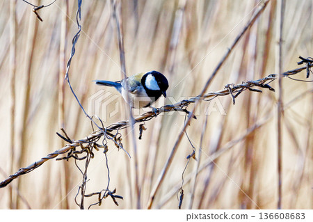 A male great tit of the Paridae family foraging on dead reeds 136608683