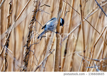 A male great tit of the Paridae family foraging on dead reeds 136608685