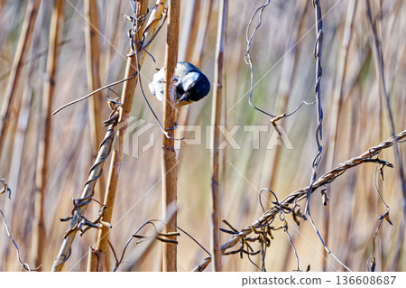 一隻雄性大山雀（山雀科）正在枯死的蘆葦上覓食 136608687