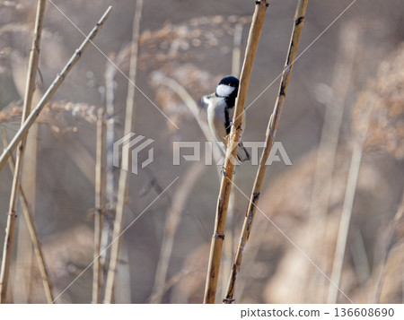 A male great tit of the Paridae family foraging on dead reeds 136608690