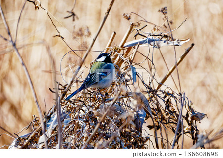 一隻雄性大山雀（山雀科）正在枯死的蘆葦上覓食 136608698