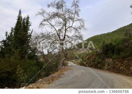 Forest dirt path. High quality photo 136608786