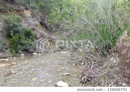 Forest stream path. High quality photo 136608793
