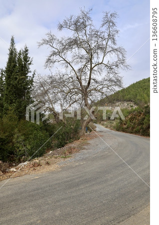 Forest dirt path. High quality photo 136608795