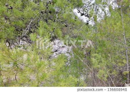 Forest river view. High quality photo 136608948
