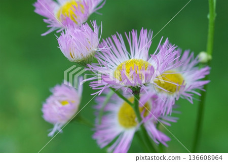 哈利恩花 哈利恩花 136608964