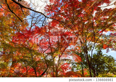Autumn pattern Autumn pattern 136608981