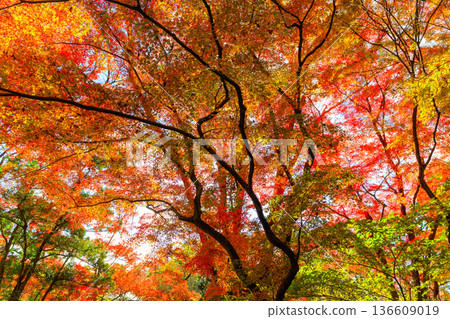 Autumn pattern Autumn pattern 136609019