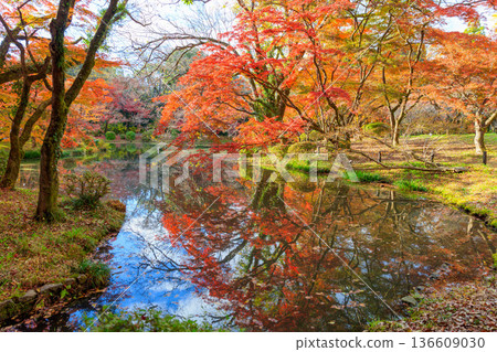 Autumn pattern 136609030