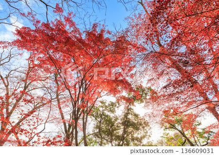 Autumn pattern Autumn pattern 136609031