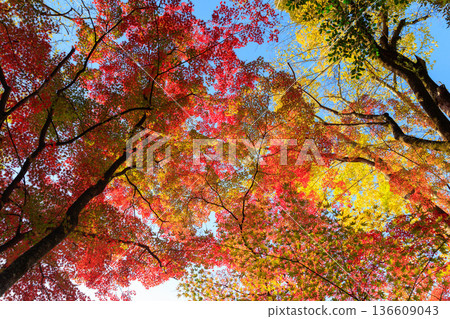 Autumn pattern Autumn pattern 136609043