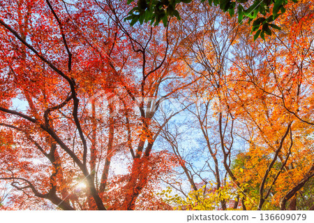 Autumn pattern Autumn pattern 136609079