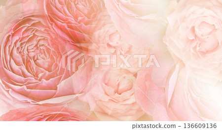 Roses flowers. Floral spring background. Close-up. Nature. Roses flowers. Floral spring background. Close-up. Nature. 136609136