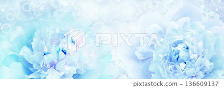 Peonies flowers. Floral spring background. Close-up. Nature. Peonies flowers. Floral spring background. Close-up. Nature. 136609137