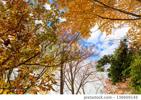 Autumn pattern Autumn pattern 136609148