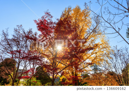 秋季圖案 136609162