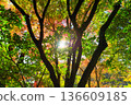 Autumn pattern 136609185