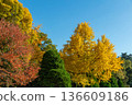 Autumn pattern 136609186