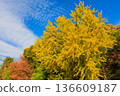 Autumn pattern 136609187