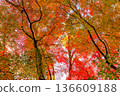 Autumn pattern 136609188
