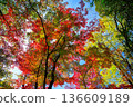 Autumn pattern 136609189