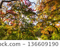 Autumn pattern 136609190