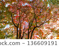 Autumn pattern 136609191
