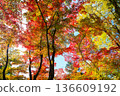 Autumn pattern 136609192
