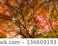 Autumn pattern 136609193