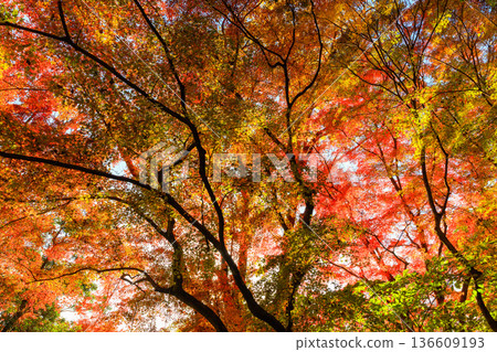 Autumn pattern 136609193