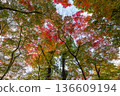 Autumn pattern 136609194