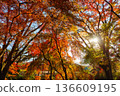 Autumn pattern 136609195