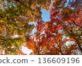 Autumn pattern 136609196