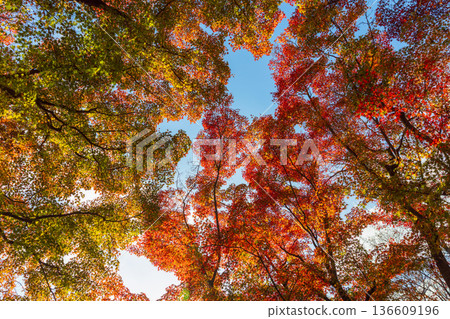 Autumn pattern 136609196