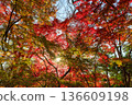 Autumn pattern 136609198