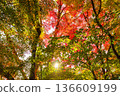 Autumn pattern 136609199