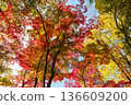 Autumn pattern 136609200