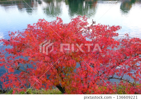 京都大澤池的秋天 京都大澤池的秋天 136609221