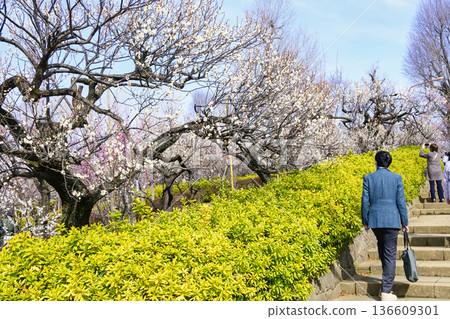 Plum Festival at Hanegi Park Plum Garden in Setagaya Ward, Tokyo 136609301