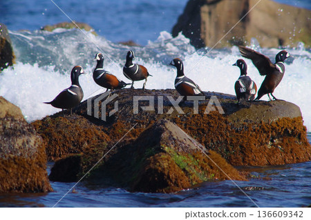 A flock of Harlequin ducks and rough waves on the reefs of Hiraiso Coast in winter (Ibaraki Prefecture, February) A flock of Harlequin ducks and rough waves on the reefs of Hiraiso Coast in winter (Ibaraki Prefecture, February) 136609342