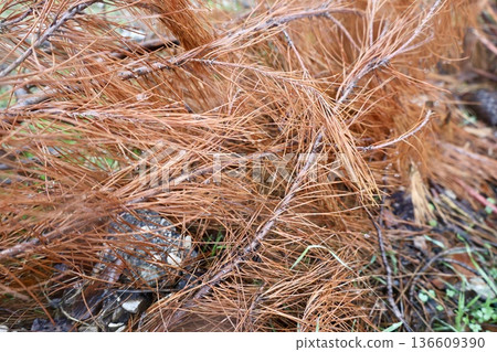 Rocks branches ground. High quality photo Rocks branches ground. High quality photo 136609390