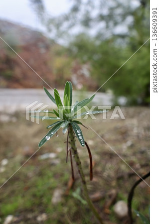 Dewy plant outdoors. High quality photo Dewy plant outdoors. High quality photo 136609391