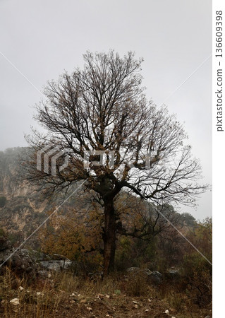 Forest trees path. High quality photo Forest trees path. High quality photo 136609398