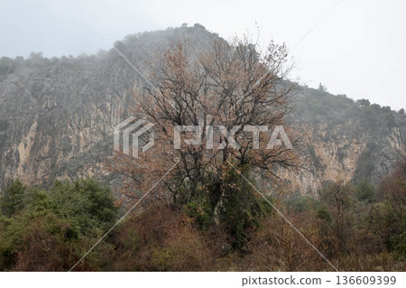 Forest trees path. High quality photo 136609399