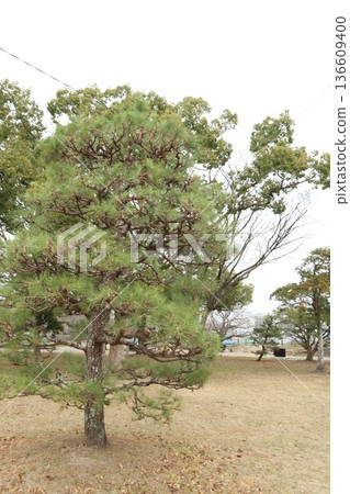 2024年,福岡,福岡市,景觀,中央區,城堡,福岡城遺址,第54部分 2024年,福岡,福岡市,景觀,中央區,城堡,福岡城遺址,第54部分 136609400