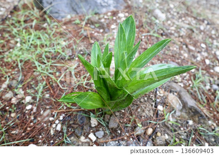 Dewy plant outdoors. High quality photo Dewy plant outdoors. High quality photo 136609403